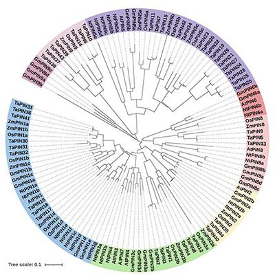 Subcellular trafficking and post-translational modification regulate PIN polarity in plants